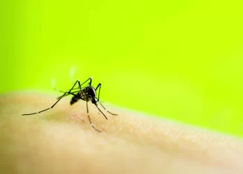 Japanese Encephalitis Outbreak