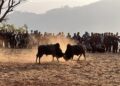 Bullfighting in Nuwakot during Maghe Sankranti, the Yele calendar New Year Day