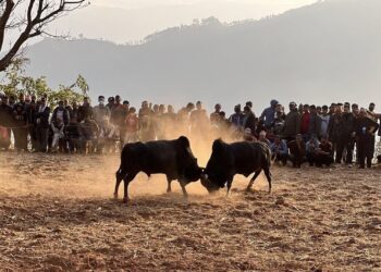 Bullfighting in Nuwakot during Maghe Sankranti, the Yele calendar New Year Day