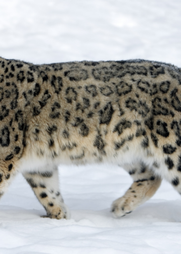 Nepal hosts 10 per cent of the world’s snow leopards