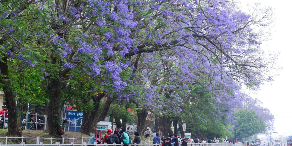 The valley unveils purple hues every spring