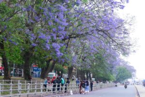 The valley unveils purple hues every spring