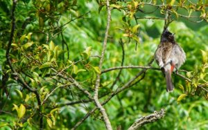Birdwatching beyond binoculars