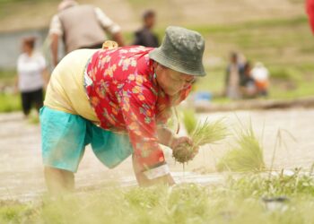 Community rice plantation event in Nepal