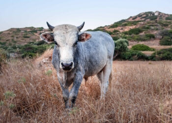 Holy Cow: The Beef Taboo in a Secular Nation