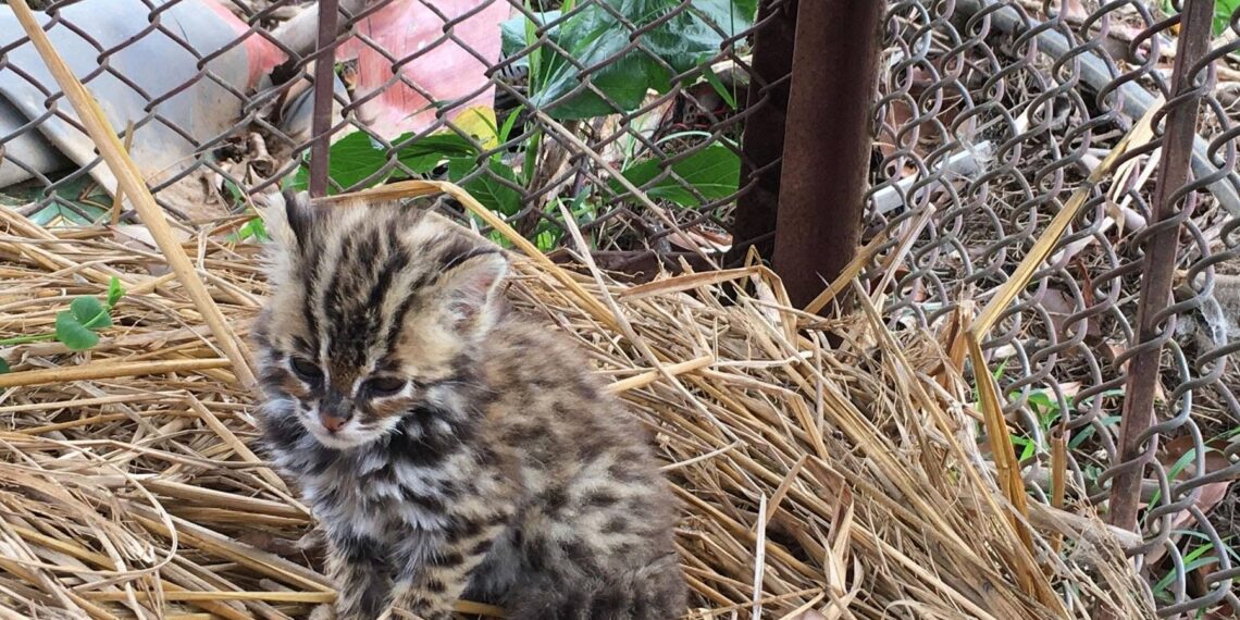 Rare leopard cat with two cubs spotted in Rasuwa