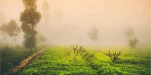 Sipping culture and commerce with every cup of tea