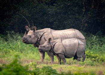 The Volatility of Rhino Conservation