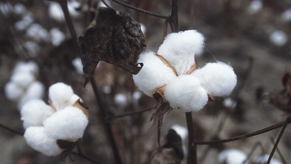 Threads of Tradition: Cotton in Crisis  