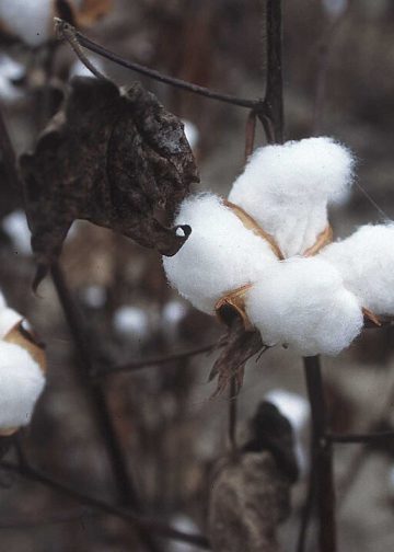 Threads of Tradition: Cotton in Crisis  
