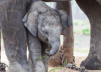 Nepal Gifting Two Elephants to Qatar  