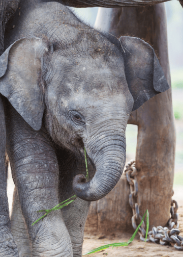 Nepal Gifting Two Elephants to Qatar  