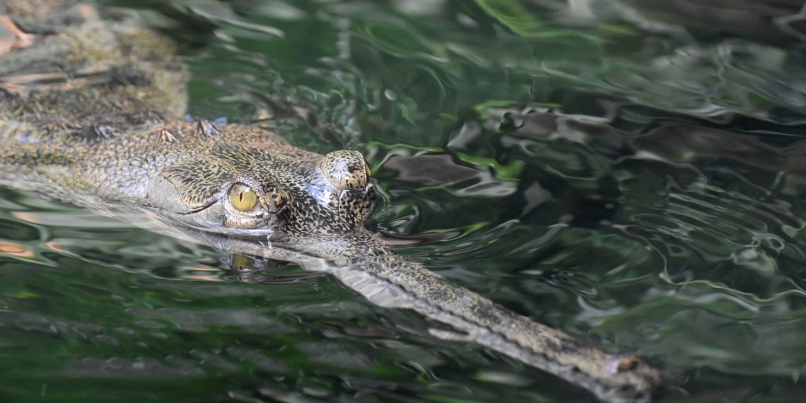 Endangered Gharial Population Rises in Chitwan
