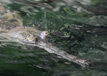 Endangered Gharial Population Rises in Chitwan