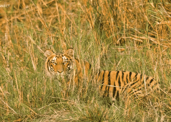 Nepal Begins Fifth National Tiger Census with Donor Support  
