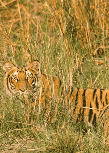 Nepal Begins Fifth National Tiger Census with Donor Support  